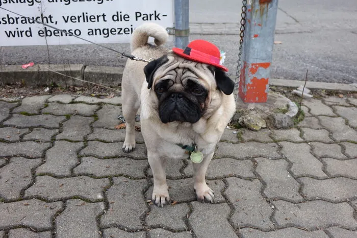 Und sogar manch ein Haustier bekam ein besonderes Zierstück.