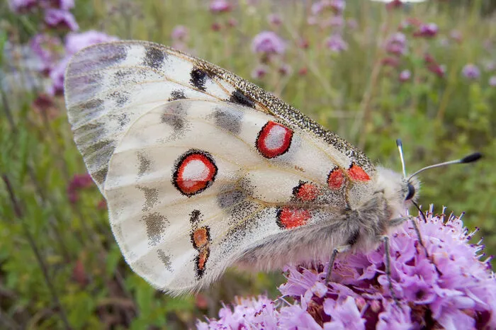 Der Wilde Majoran oder auch Dost genannt blüht von Juli bis September - auch seine Blüten sind ein Insektenmagnet