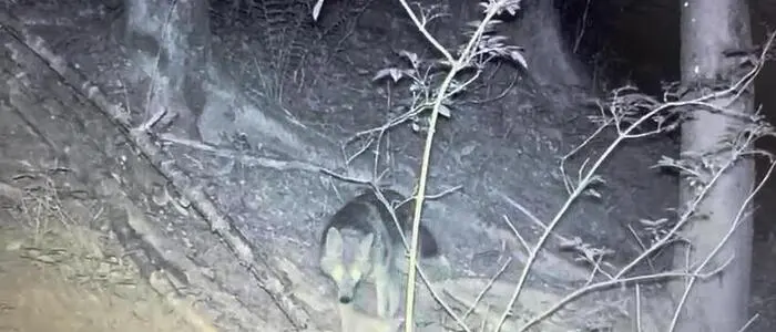Schwarz-Weiß Nachtaufnahme einer Wildkamera, in einem Waldstück, wo ein Wolf durch das Bild geht