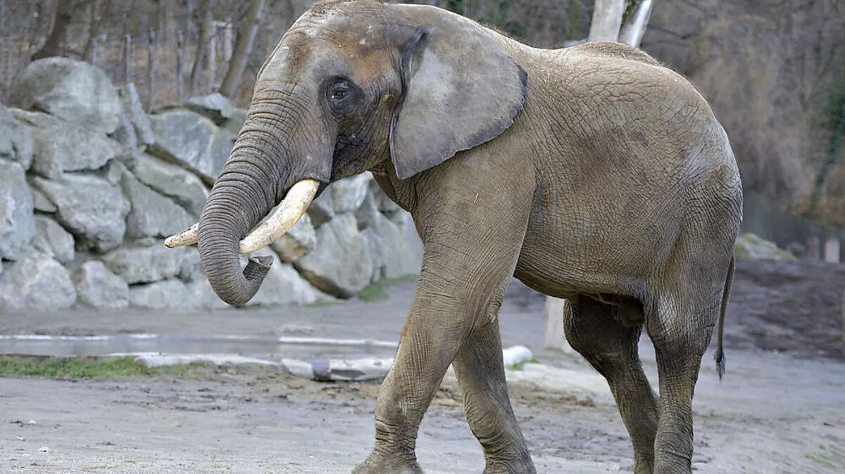 Shaka zieht nach England