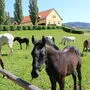 Die Barbara-Kirche in Bärnbach, das Lipizzanergestüt Piber (Foto) und die Therme Nova in Köflach sind touristische Anziehungspunkte 