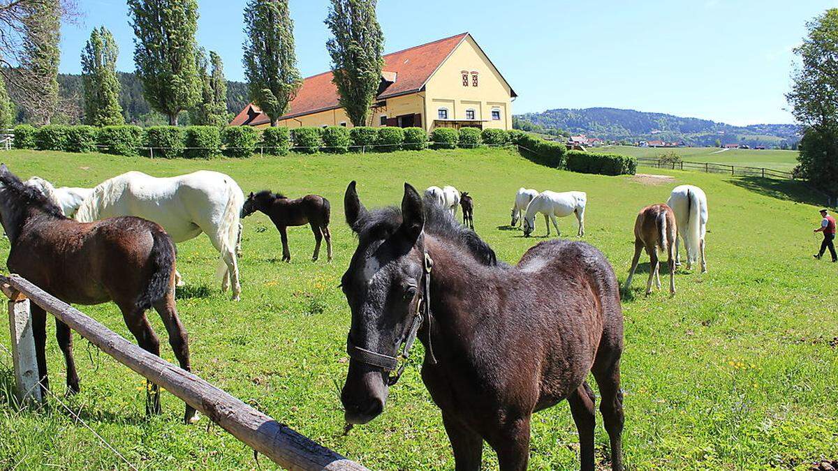 Die Barbara-Kirche in Bärnbach, das Lipizzanergestüt Piber (Foto) und die Therme Nova in Köflach sind touristische Anziehungspunkte 