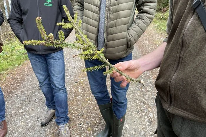 Der Ast dieses Baumes wurde von Tannentriebläusen befallen.