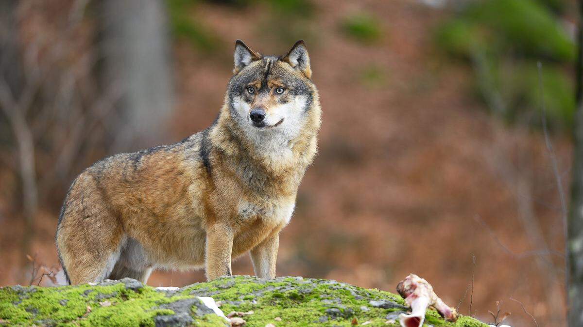 Das Land geht von einem Wolfsriss aus