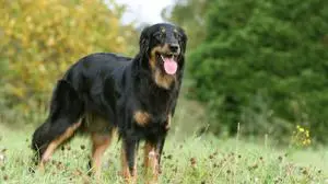 Ein Hovawart (Sujetbild) stürzte sich auf eine Frau in Seiersberg-Pirka. "Die Rasse hat einen ausgeprägten Beschützerinstinkt", so der Amtstierarzt	