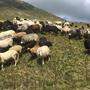 Kärntner Bauern bangen um ihre Schafe auf den Almen