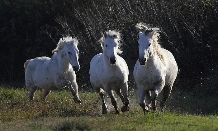 Camargue-Pferde im Naturschutzgebiet della Foce dell’ Isonzo