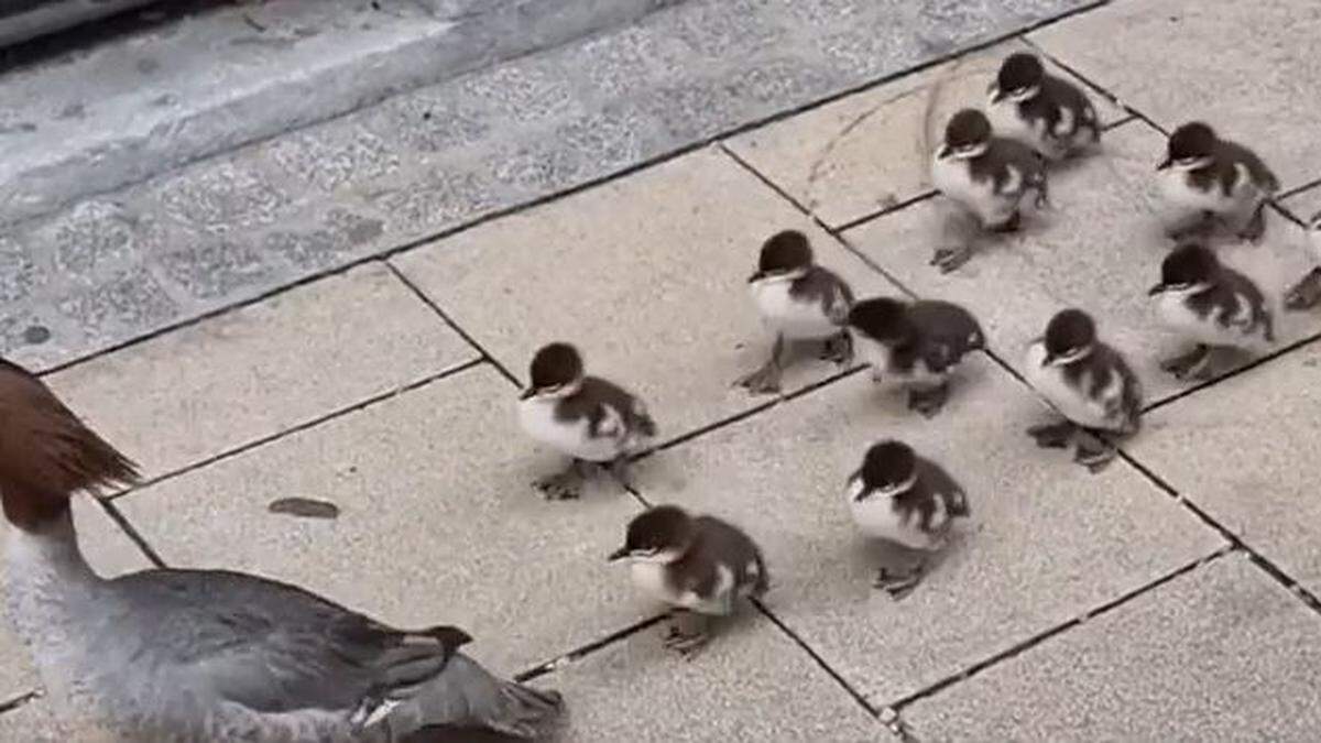 Die Entenfamilie in der Schmiedgasse