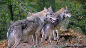 Diskussionen über Wolfsabschuss