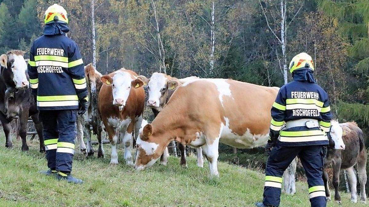 Ungewöhnlicher Feuerwehr-Einsatz