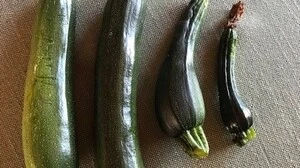 Woran könnte es liegen, dass der Zucchini so kümmerlich aussieht?