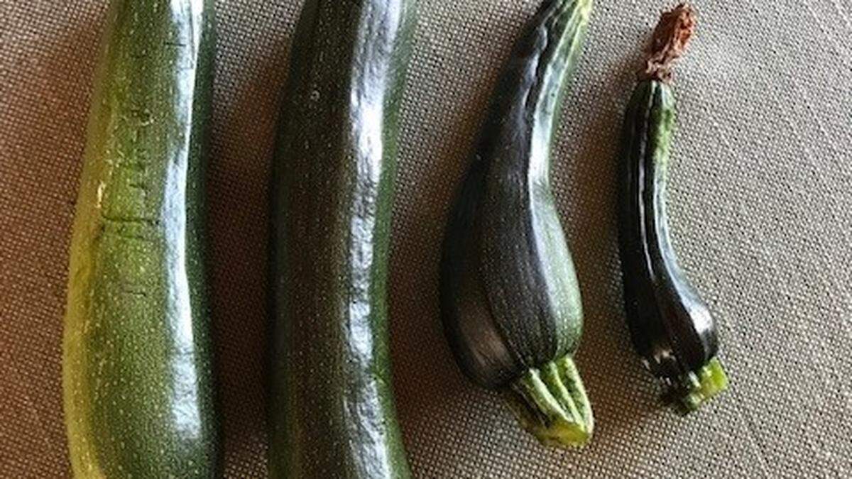 Woran könnte es liegen, dass der Zucchini so kümmerlich aussieht?