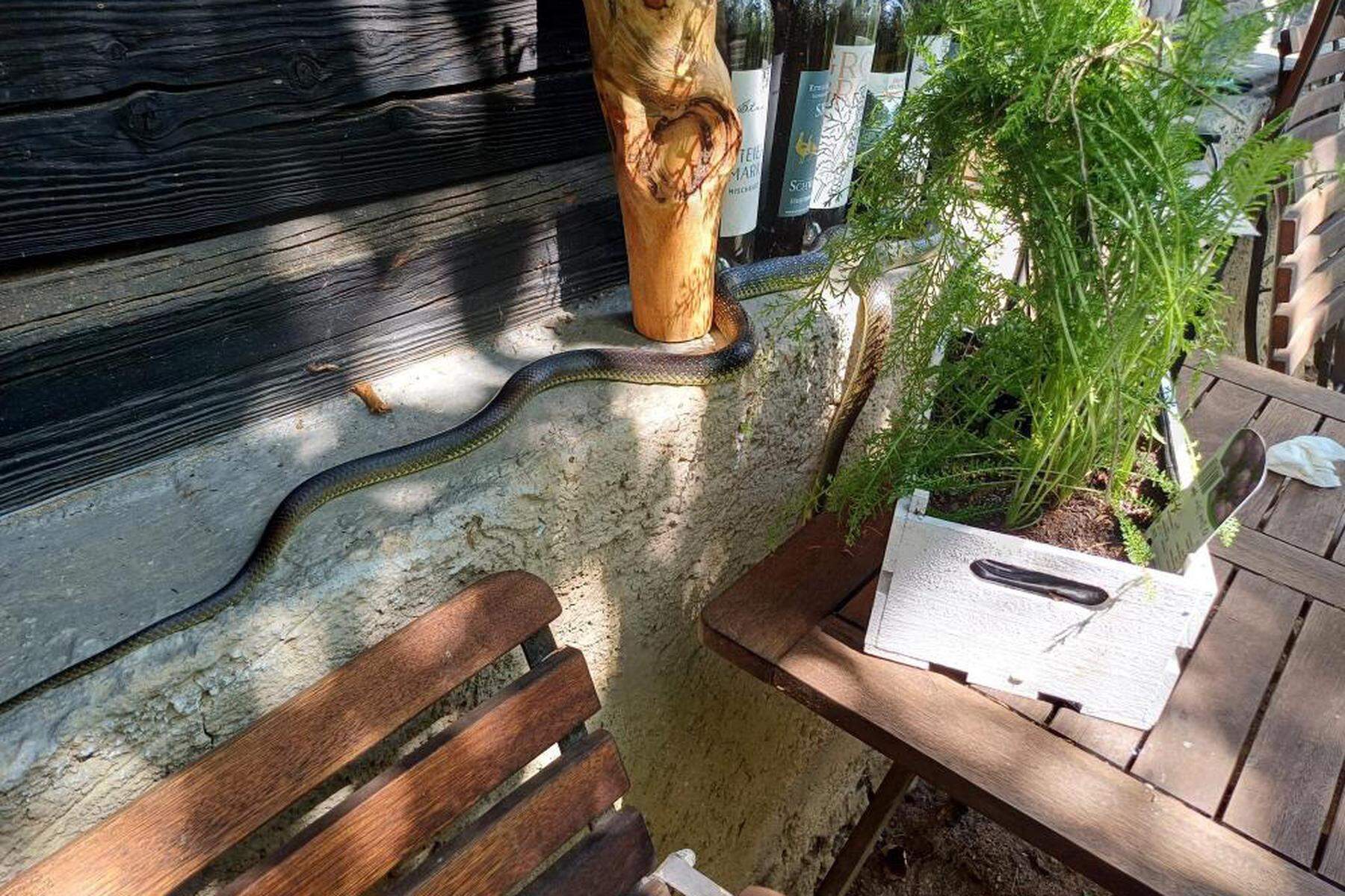 Bewohner staunten: Schlange bei Haus in Stattegg: „Sie war mindestens zwei Meter lang“