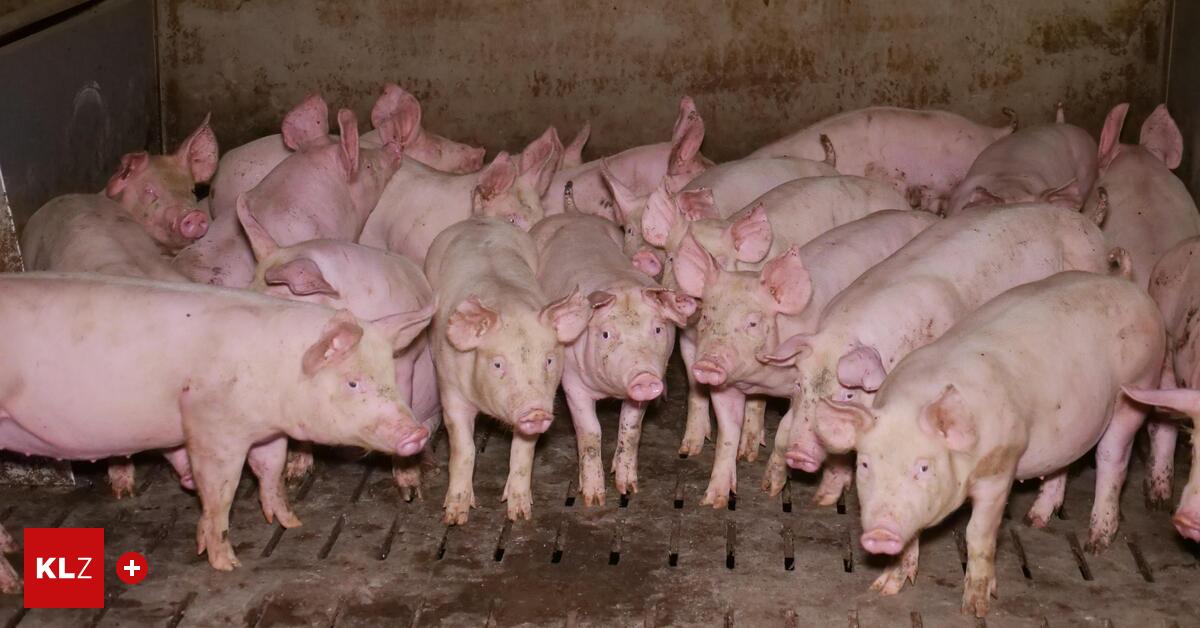 VGT-kritisiert-Schweinemastbetrieb-Es-gibt-eine-einfache-L-sung-viel-weniger-Fleisch-essen-