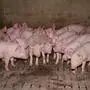 Hier werden Schweine auf einem strukturierten Vollspaltenboden gehalten