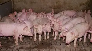 Hier werden Schweine auf einem strukturierten Vollspaltenboden gehalten