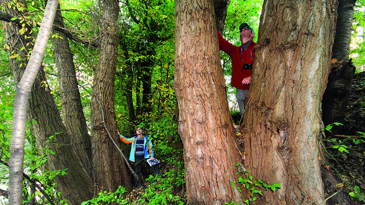 Der Großteil der Baumzählung ist bereits abgeschlossen