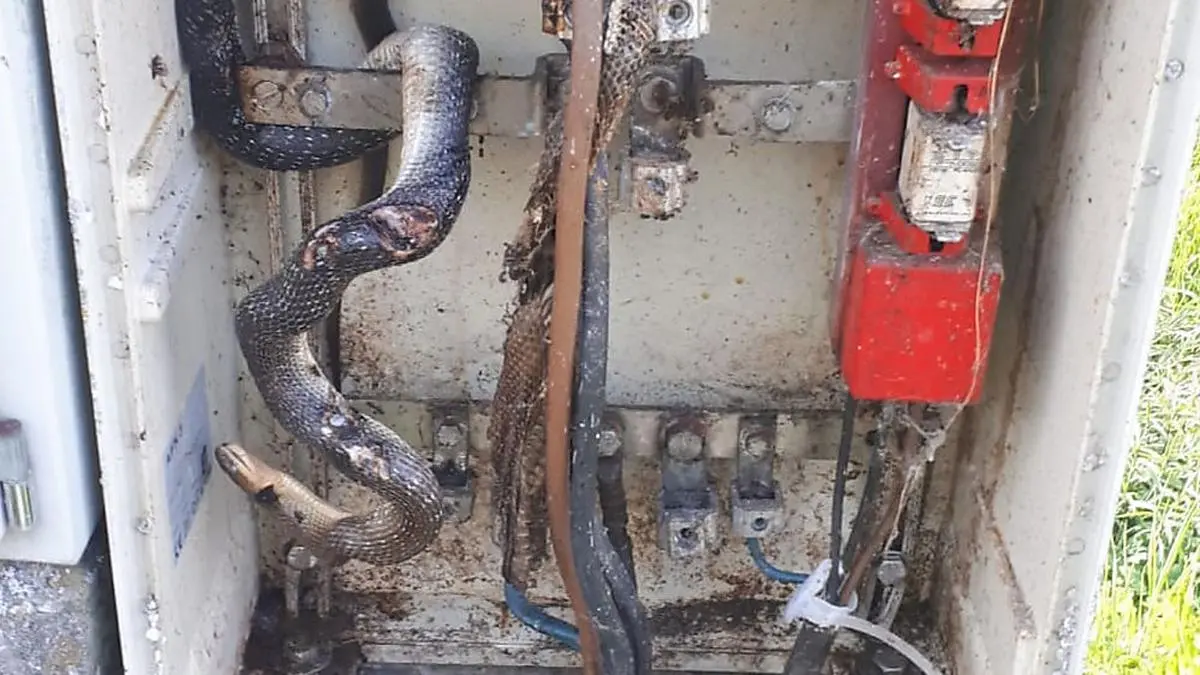 Vermutlich wollte sich die Schlange in dem Kasten häuten