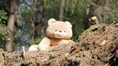 Schon 2012 ist der Bär in Zwischenbergen gewesen