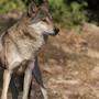 Wölfe waren bisher in Osttirol nicht beweisbar gesichtet