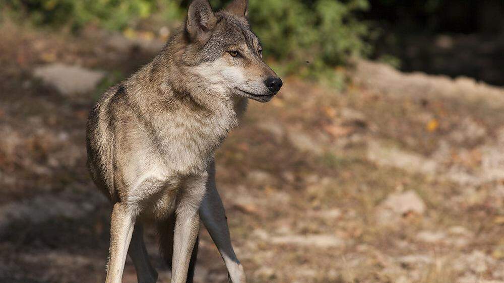 Wölfe waren bisher in Osttirol nicht beweisbar gesichtet