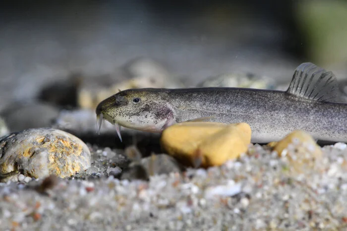 Der Fisch - eine Schmerle - sei nicht nur der erste europäische Höhlenfisch, sondern auch der bisher nördlichste der Welt, sagte Behrmann-Godel.