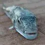 Der Hasenkopf-Kugelfisch (Lagocephalus sceleratus), auch Silberstreifen-Kugelfisch oder Silberwangen-Kugelfisch genannt, breitet sich vor Griechenlands Stränden aus