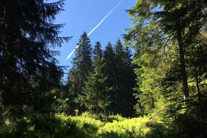 Auf dem Weg zur Neuburgalm in der Hinterradmer war Alfred Krenn aus Trofaiach von der Stimmung im Wald überwältigt