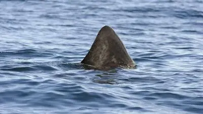 Vor der Insel Cres schwamm vermutlich ein Riesenhai