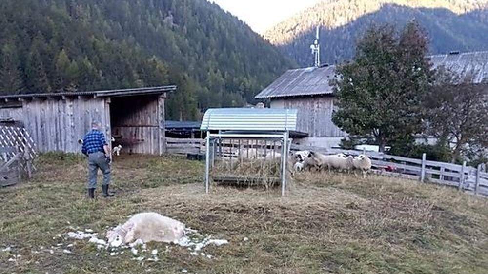 Umzäunt ist die Weide in Mallnitz auf der am Dienstag das gerissene Schaf gefunden wurde