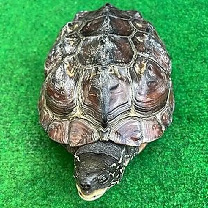 Der Panzer des Weibchens weist krankhafte Veränderungen auf 