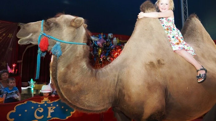 Bei der Klagenfurt-Premiere gingen die Tiere des Circus Frankello und das Publikum am Freitag auf Tuchfühlung. Die Kinder ritten in der Manege auf den Ponys und den Kamelen, hinter der Manege kletterten die Ziegen fast aus ihren Gehegen, um gestreichelt zu werden und die beiden irischen Bullen schauten ganz genau, wer auf den Zuschauersitzen saß, während eine Schar Enten zwischen ihren vier Beinen durchspazierte.
