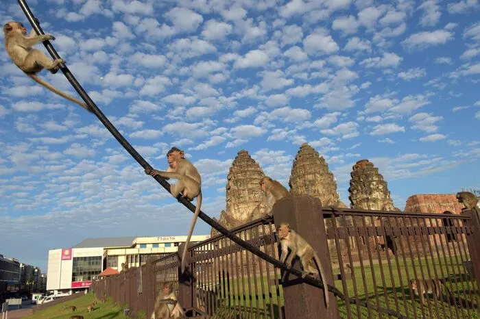 Lopburi richtet seit Ende der 80er-Jahre jedes Jahr am 27. November ein Festmahl für Hunderte von Makaken aus, die sich in der Stadt im Zentrum von Thailand angesiedelt haben.