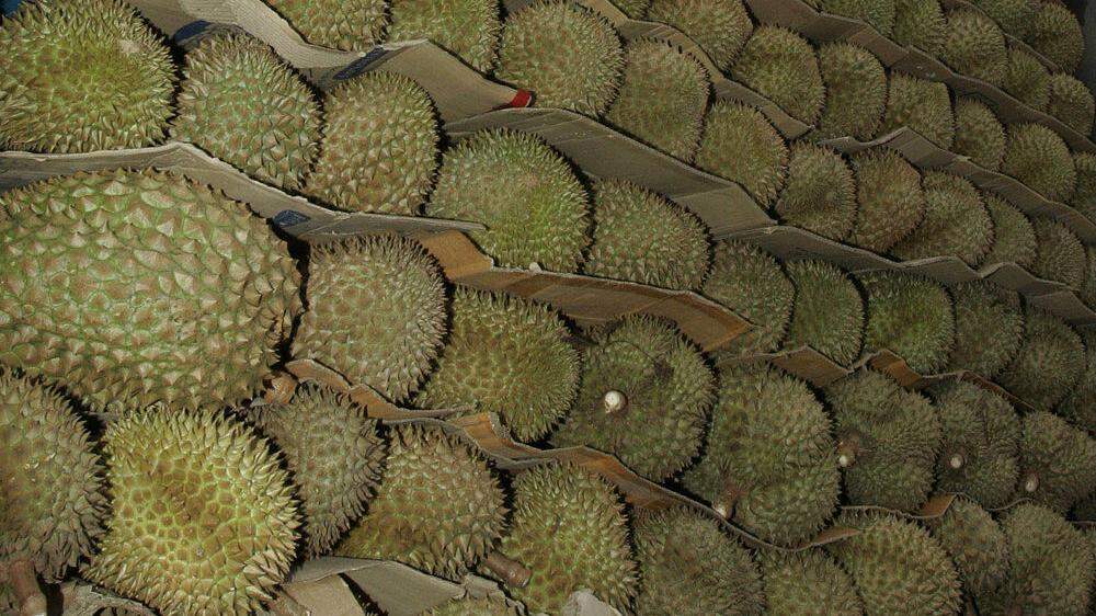 Durian sind in Südostasien beliebt, ihr süßlich-fauler Geruch ist aber sehr gewöhnungsbedürftig und erinnert an Sportsocken und verrottetes Fleisch