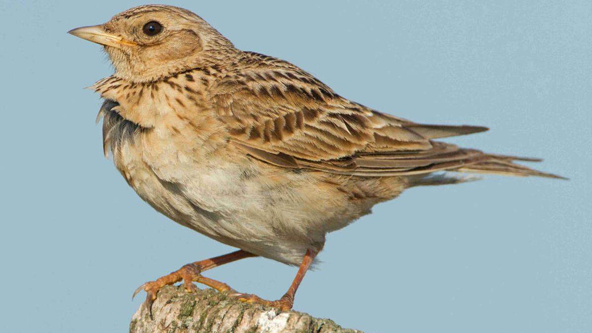 Der Vogel des Jahres 2019: die Feldlerche. Ihre Wahl ist eine Anklage der aktuellen Agrarpolitik