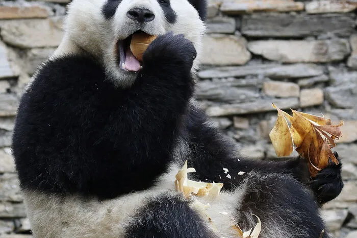 Die beiden jungen Bären, die Anfang Dezember nach Gengda in China übersiedelt sind, könnten sowohl den Preis für die “Rückkehrer des Jahres” als auch für den “Panda-Moment des Jahres” abräumen.