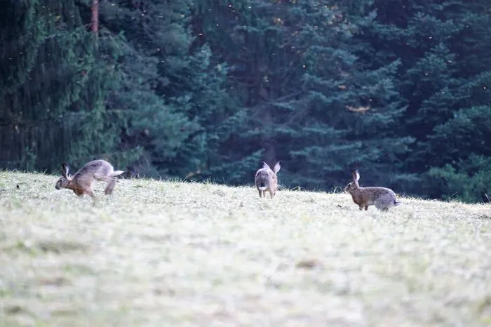 Feldhasen hatten ihre Freude auf der Wiese - festgehalten von Karl Zettelbauer.