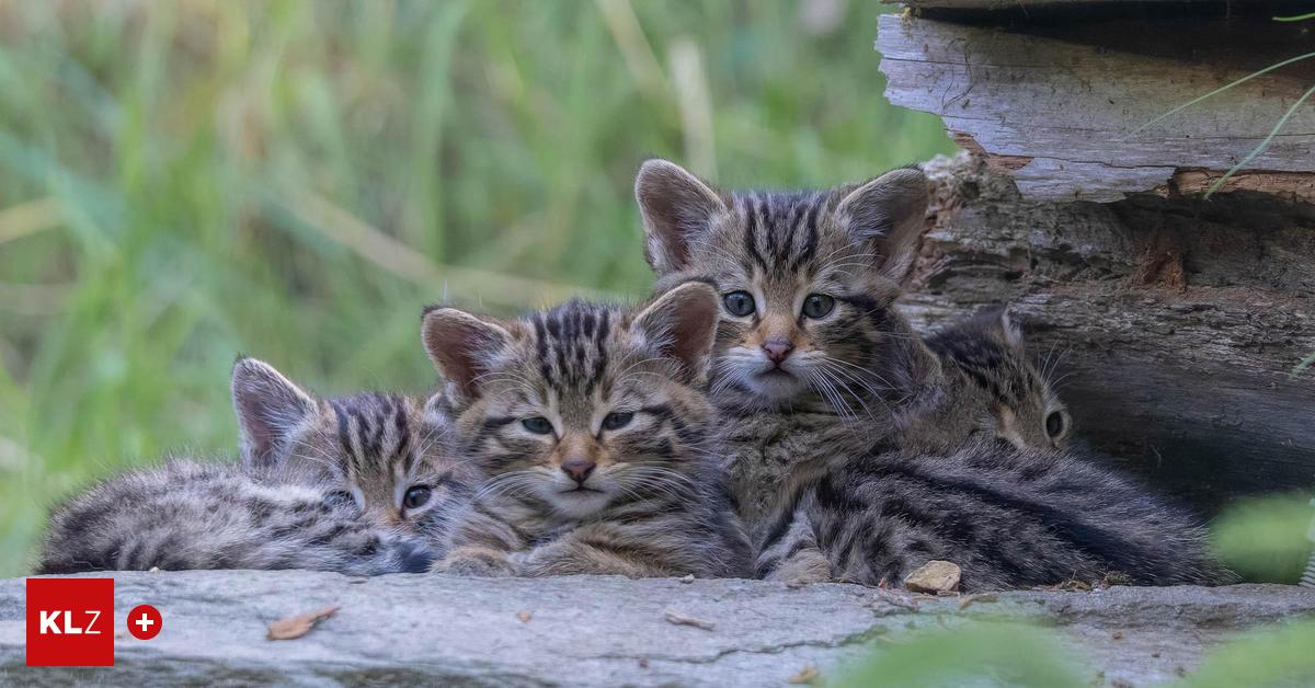 Wilder-Berg-Mautern-Kreuzotterbiss-war-f-r-zwei-der-Wildkatzen-Vierlinge-t-dlich
