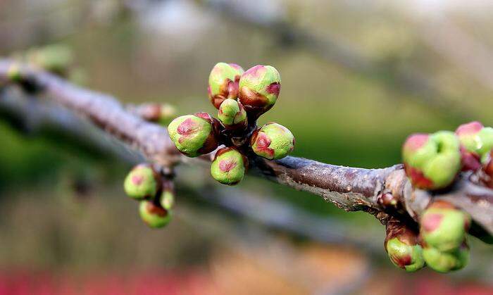 Auch Obstbäume reagieren auf den milden Winterausklang