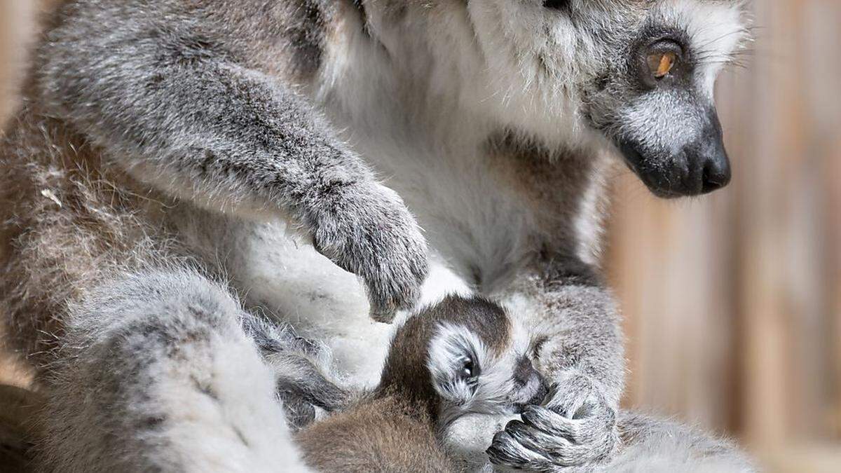 Katta-Baby im Zoo Schmiding