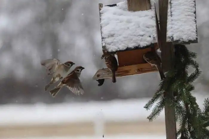 Ingrid Schantl aus Wagendorf bei Hartberg hat uns ein winterliches Vogelhäuschen mit seinen gefiederten Besuchern geschickt. Ein Foto vom "Anflug im Doppelpack", wie die Leserreporterin schreibt.