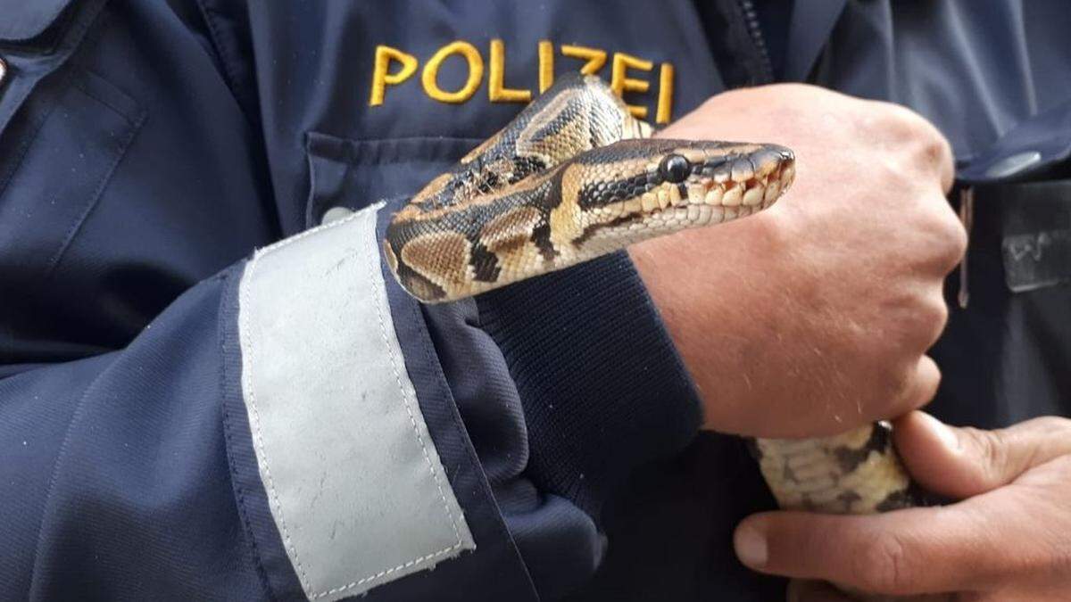 Im Sommer wurden neun Königspythons ausgesetzt