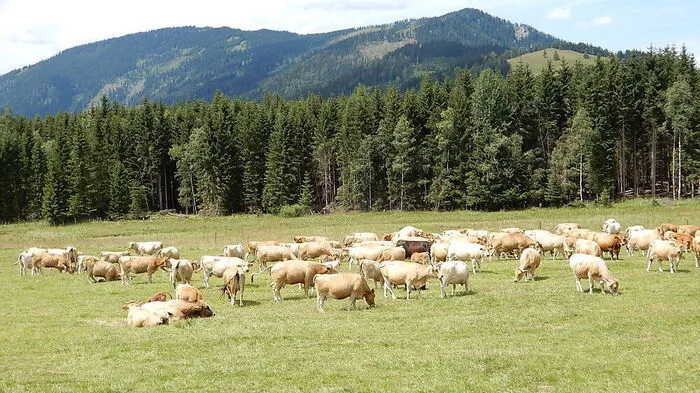 Damit alle Almen so ansehnlich bleiben, wie hier die Teichalm, gibt es am Samstag den Aktionstag