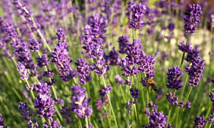 Der Duft des Sommers: Lavendel