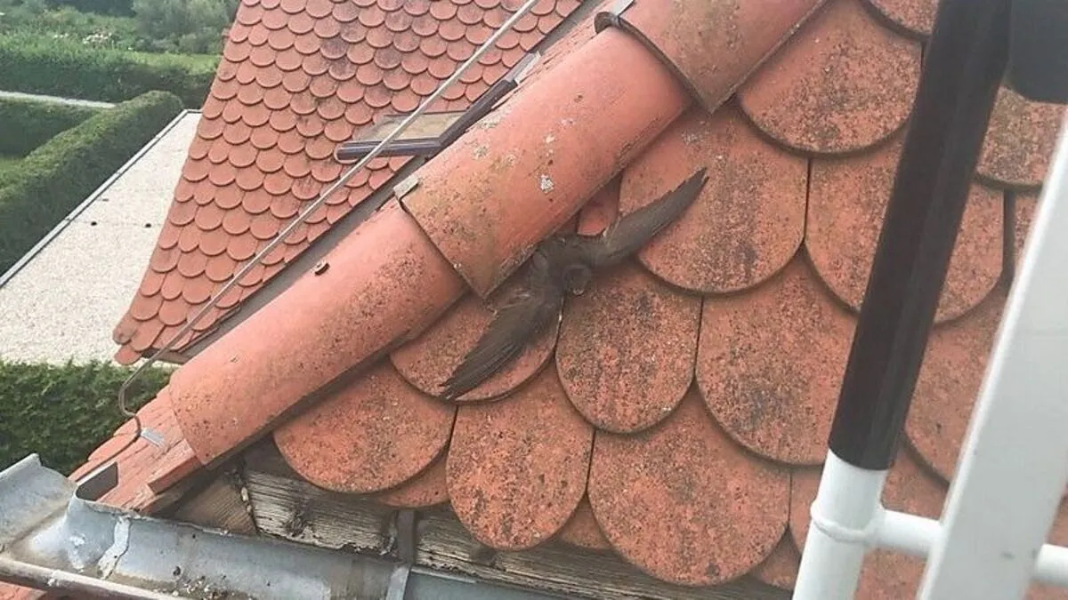 Der Vogel, vermutlich ein Mauersegler, blieb zwischen Dachziegeln hängen und musste von der Feuerwehr befreit werden