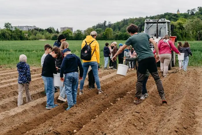 Jetzt im Frühjahr pflanzen die Kinder Bio-Erdäpfel am Gelände der Landwirtschaftlichen Fachschule Grottenhof. Im Herbst wird gemeinsam geerntet. 