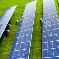 Zwischen den PV-Modulen können in Thalsdorf Schafe weiden