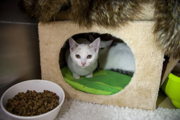 Die Pfotenhilfe bittet um Hinweise an info@pfotenhilfe.at oder 0664/541 50 79, falls jemand die Katzenfamilie kennt und so zur Ausforschung des Täters beitragen kann. Hinweise - auch anonym - werden vertraulich behandelt.