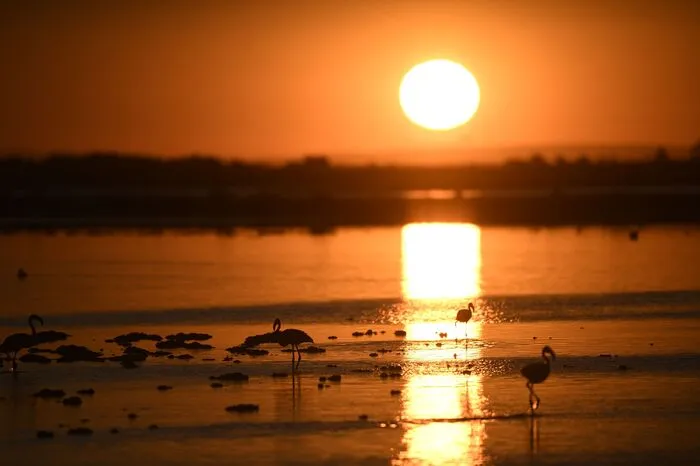Die Zugvögel kommen an den See und das umliegende Naturschutzgebiet nordwestlich der Küstenstadt Marseille zum Nisten.