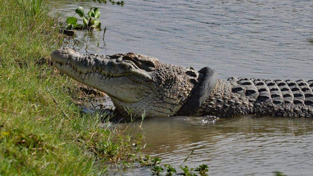 Dieses Krokodil soll endgültig von dem Reifen befreit werden